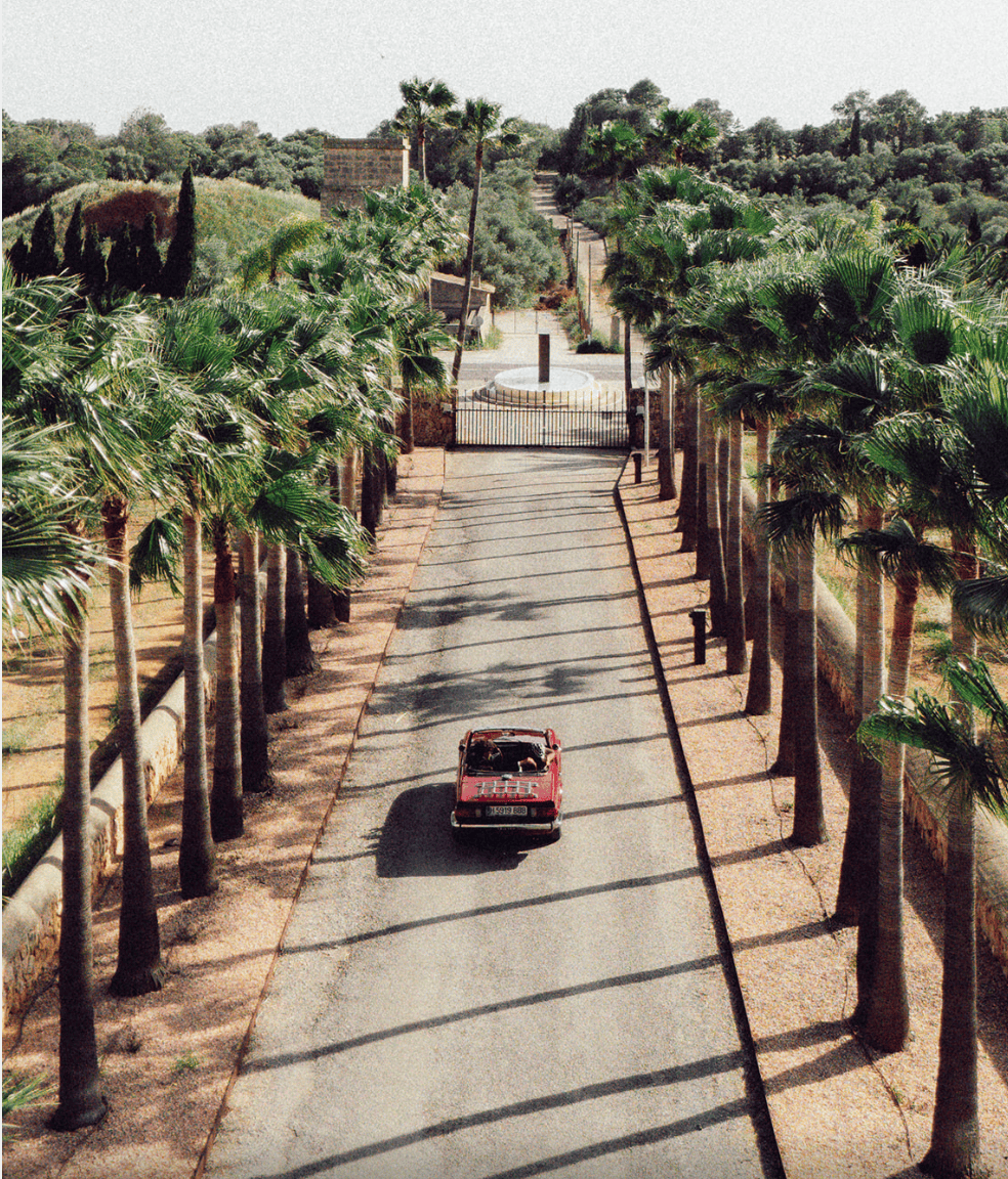 Cinematic palm-lined driveway in Italy with vintage car approaching a luxury wedding venue