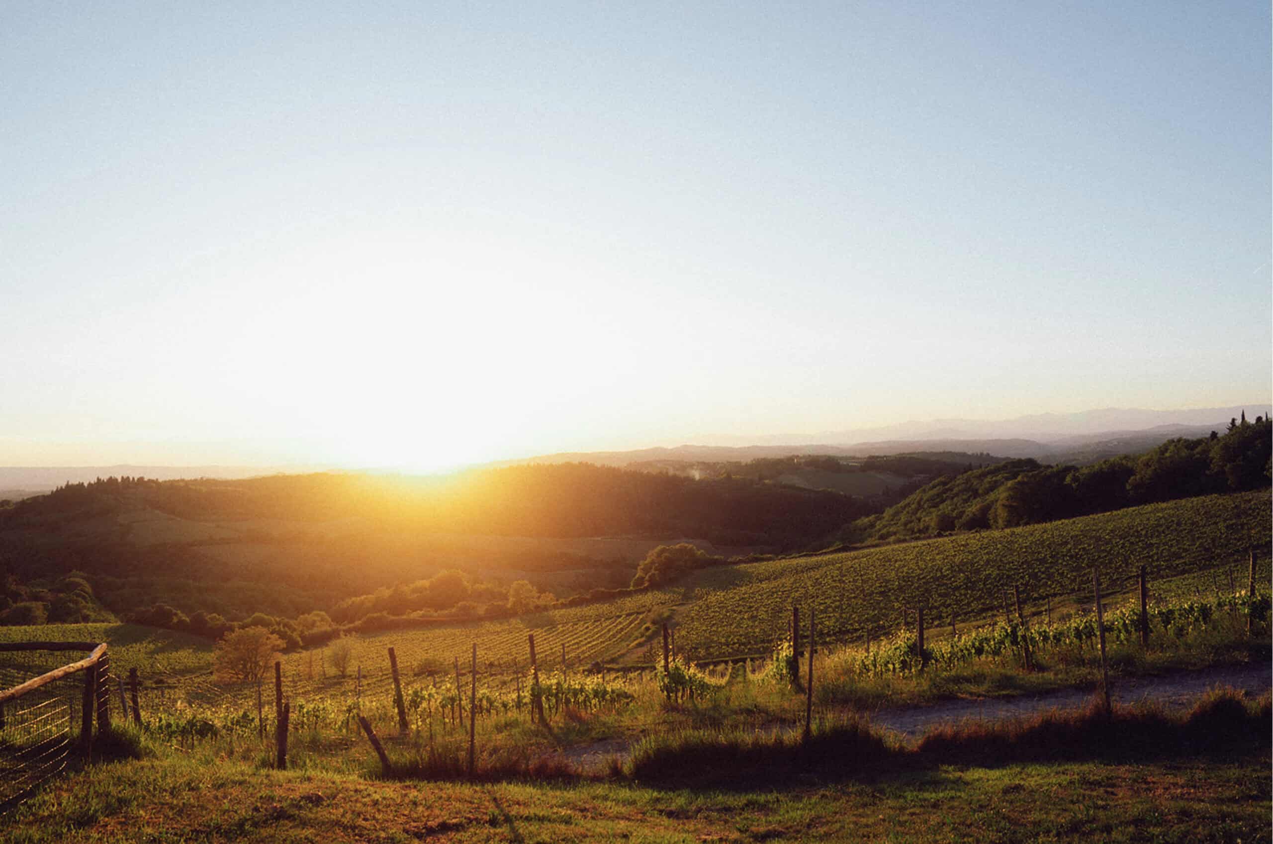 Beautiful vineyard landscape at sunset with rolling hills and clear sky.